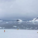 Aller en Antarctique