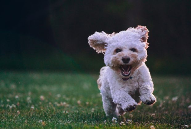 chien dans un camping