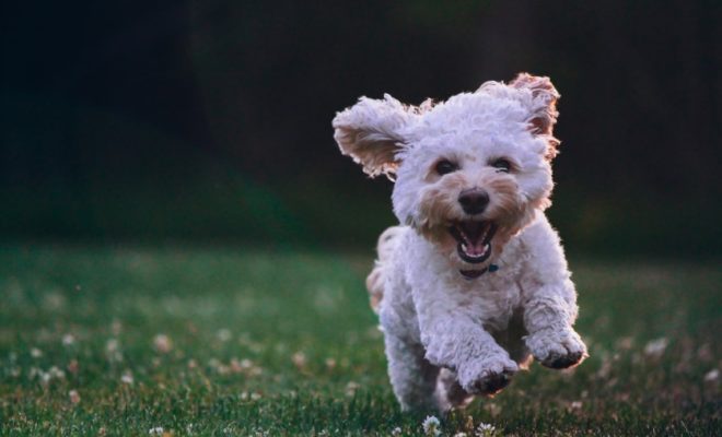 chien dans un camping