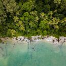 aerial view of trees near sea