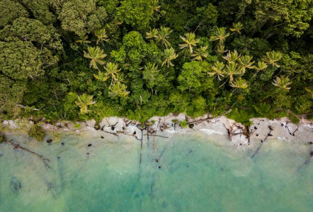 aerial view of trees near sea