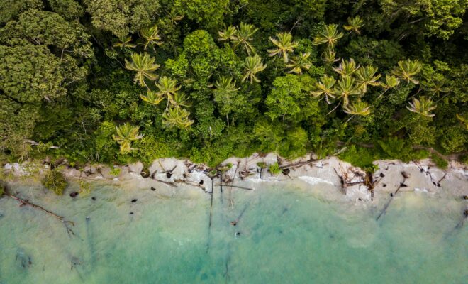 aerial view of trees near sea