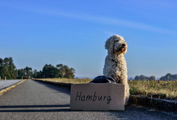 Comment voyager avec son chien à l'étranger