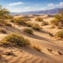 découvrez l'écosystème unique des mesquite flat sand dunes et comprenez son rôle crucial dans la préservation de la biodiversité et de l'environnement désertique.