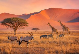 explorez notre blog dédié à la namibie et plongez au cœur de ses paysages naturels époustouflants, sa faune unique et ses aventures inoubliables en pleine nature.