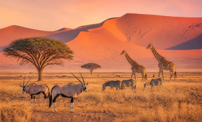 explorez notre blog dédié à la namibie et plongez au cœur de ses paysages naturels époustouflants, sa faune unique et ses aventures inoubliables en pleine nature.