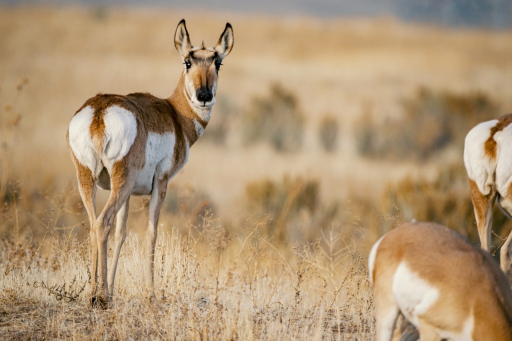 Kenya