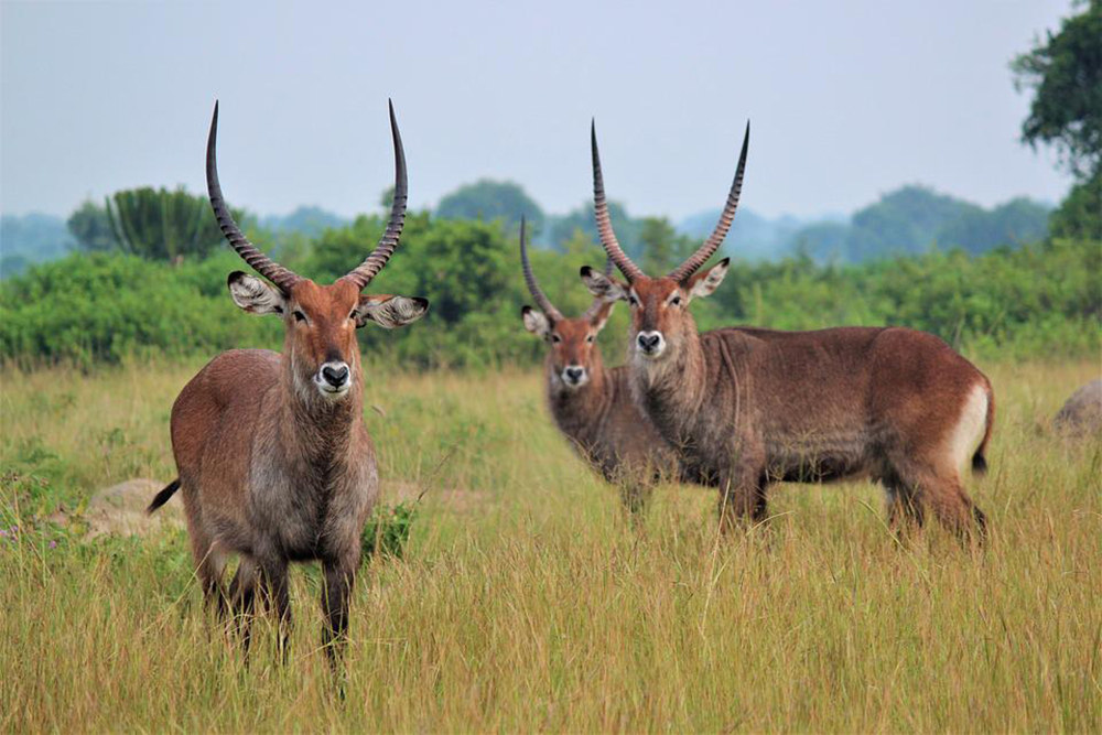 Namibie