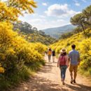 découvrez pourquoi une balade pour admirer le mimosa à tanneron est l'activité incontournable du printemps, entre paysages colorés et ambiance conviviale.