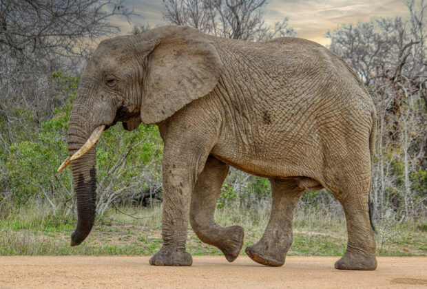 Road trip en Namibie