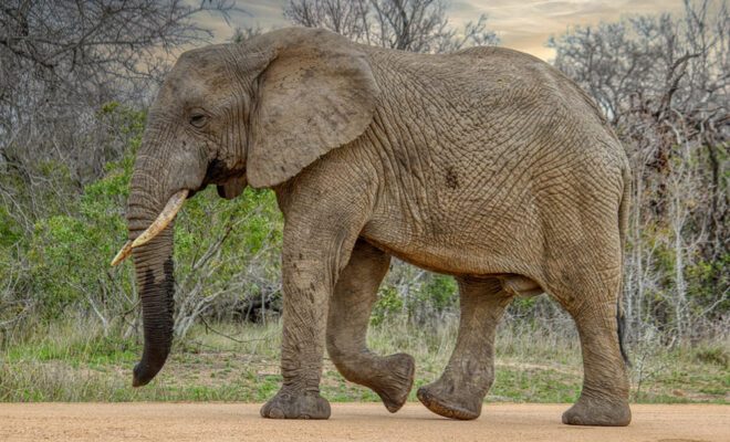 Road trip en Namibie