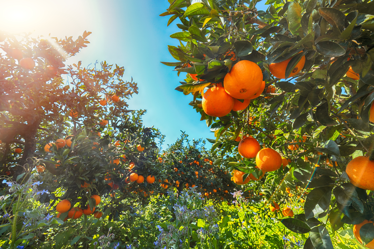 Ruta de la Naranja