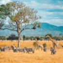 safari en ouganda