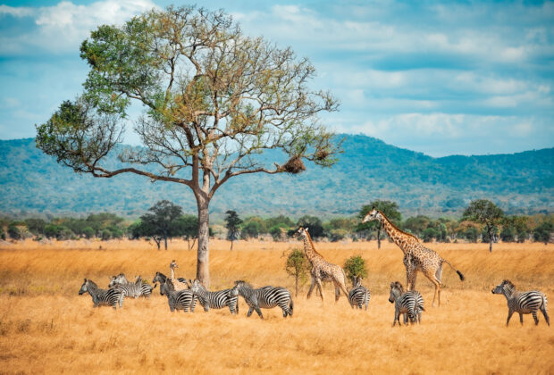 safari en ouganda