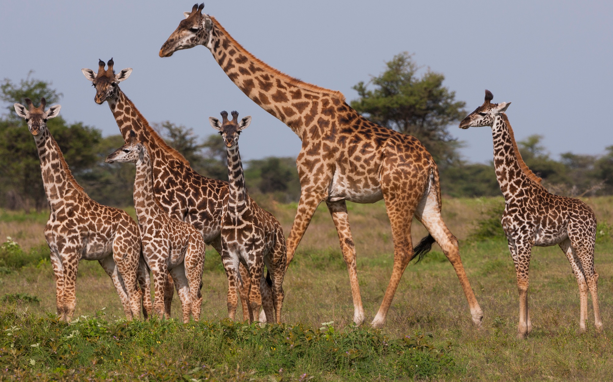 parc du Serengeti