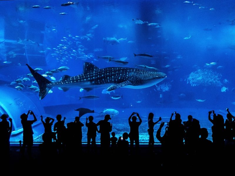 Aquarium de Marseille lequel visiter en famille