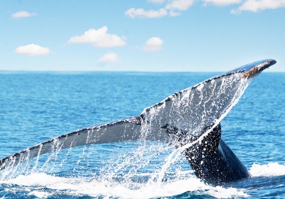 baleine à bosse sur l'ile de sainte marie madagascar