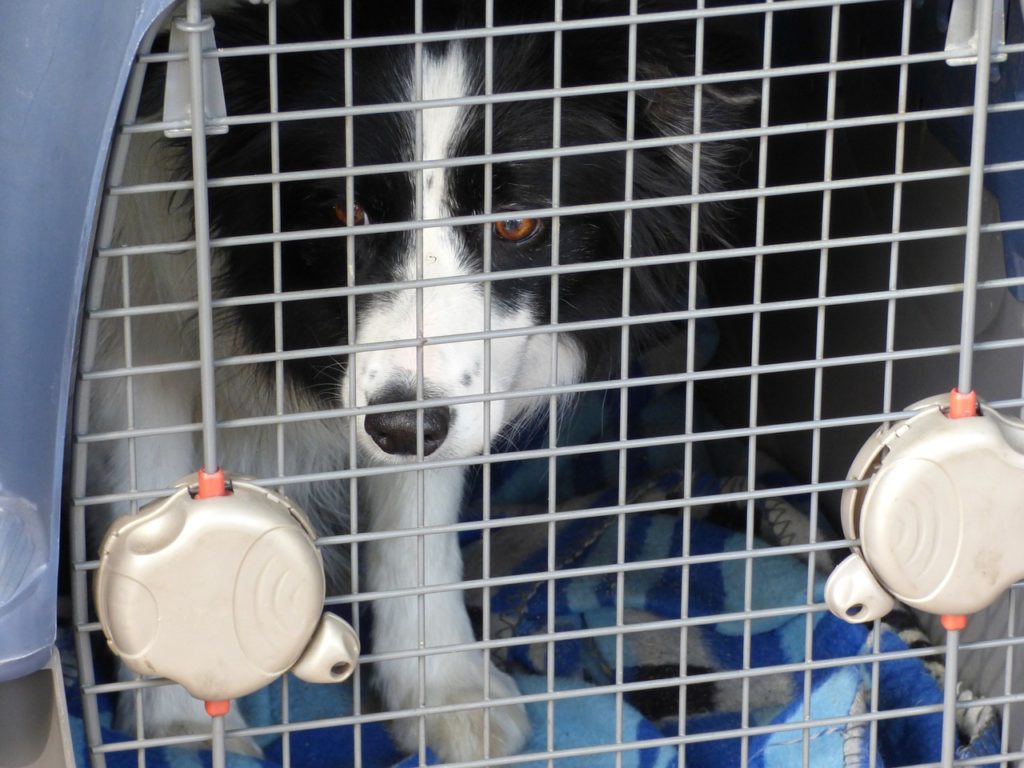 chien dans caisse de transport