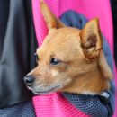 chien dans sac voyage