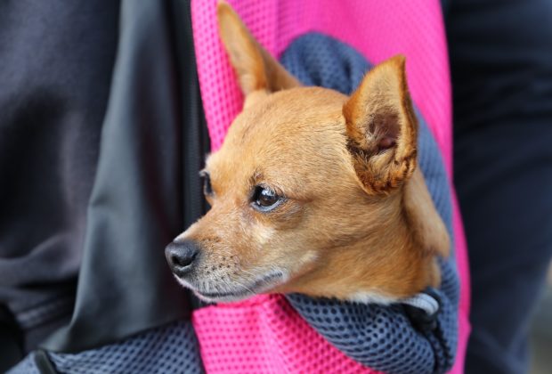 chien dans sac voyage