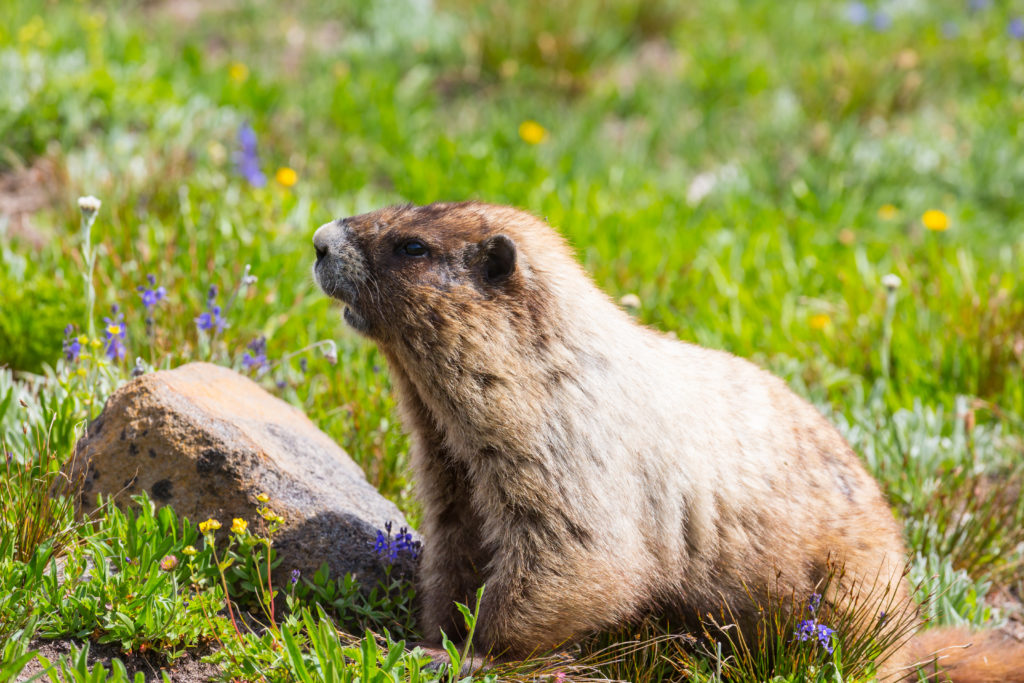 Faune sauvage européenne