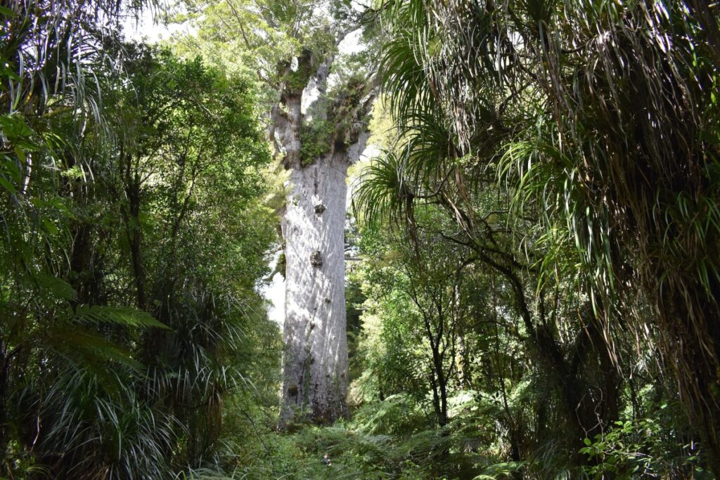 forêt Waipoua
