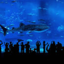 grand aquarium