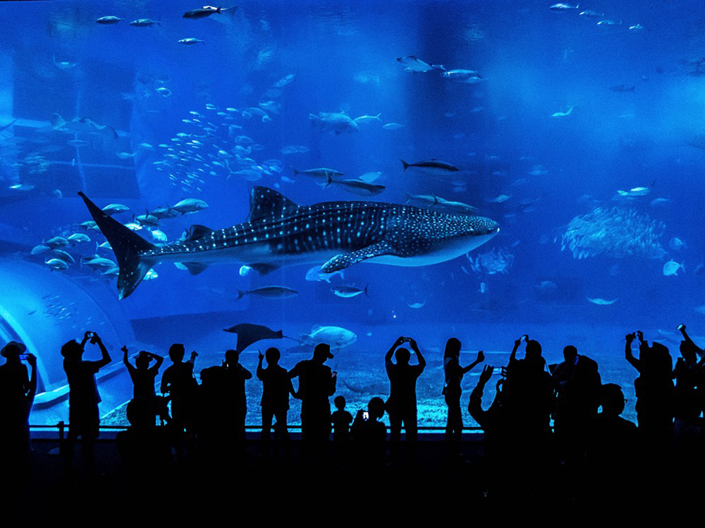 Top 3 des plus grands aquariums du monde à découvrir