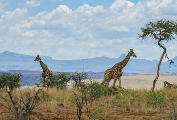 Les meilleurs moments pour partir en safari : quand observer la faune sauvage ?