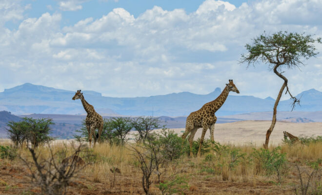Les meilleurs moments pour partir en safari : quand observer la faune sauvage ?
