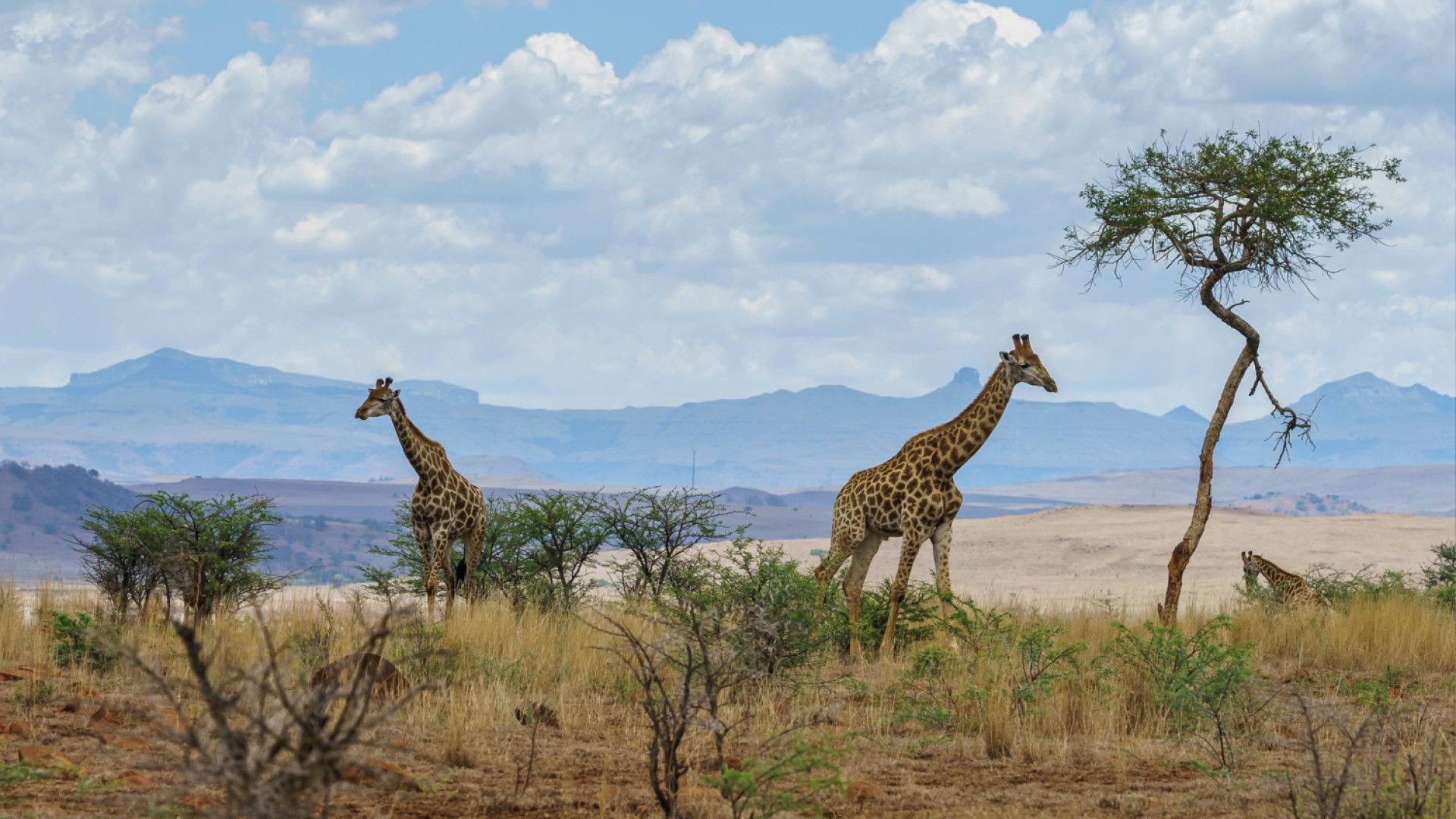 Les meilleurs moments pour partir en safari : quand observer la faune sauvage ?