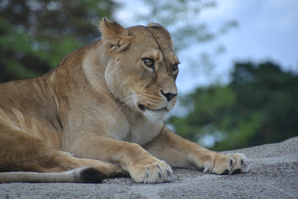 lionne à vincennes