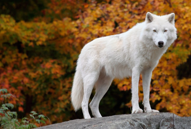 Parc animalier de Courzieu