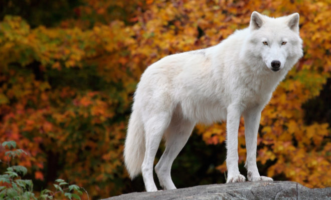 Parc animalier de Courzieu