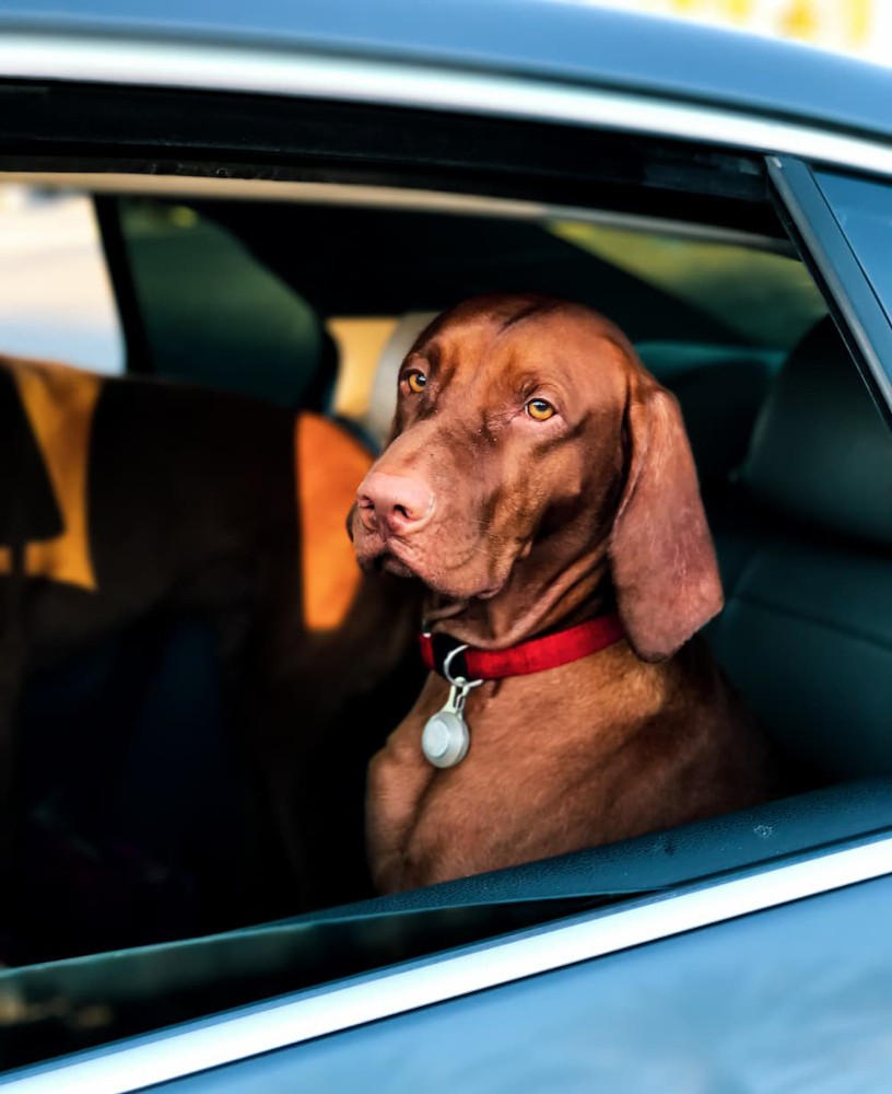 partir en vacances chien chat lapin