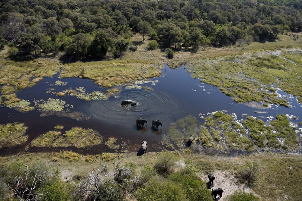 safari Botswana