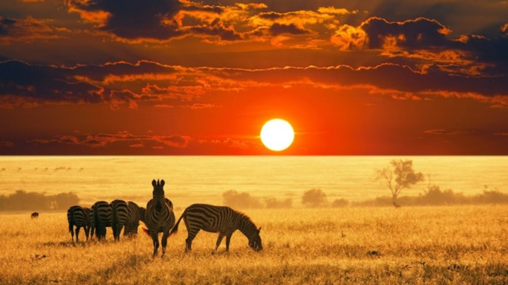 safari africaine