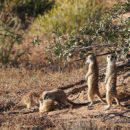 safari botswana