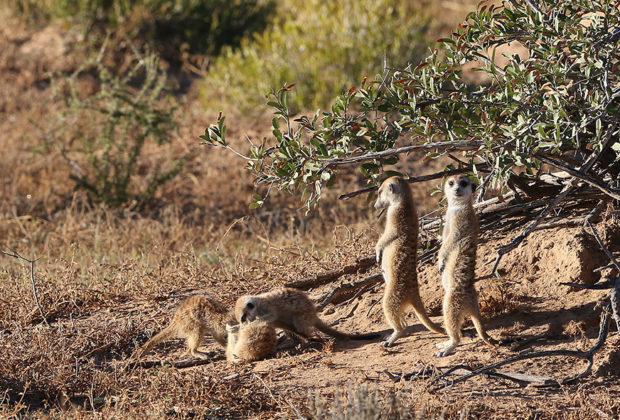 safari botswana