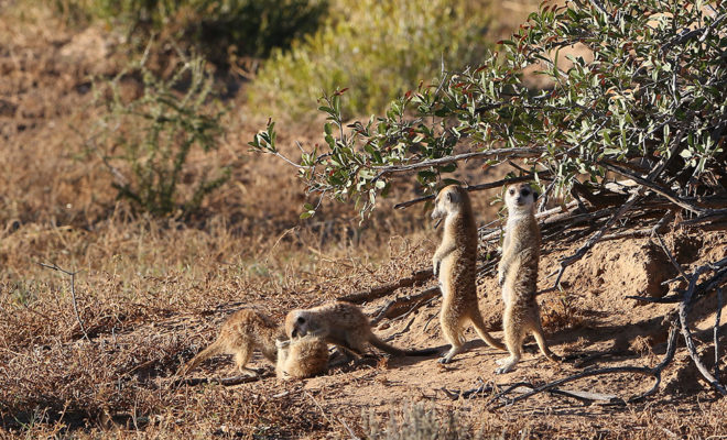 safari botswana