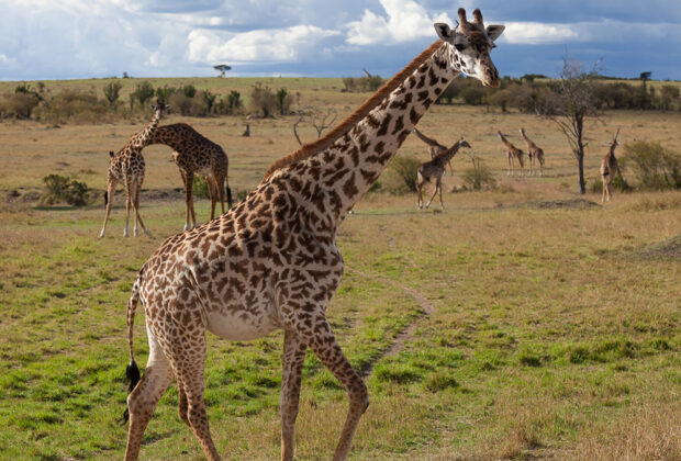 safari kenya