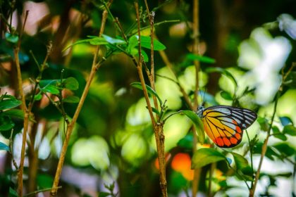Sortie en famille en Normandie : partez à la découverte des papillons et d'autres espèces tropicales !