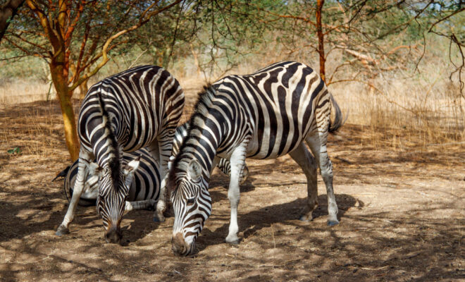 tourisme Sénégal