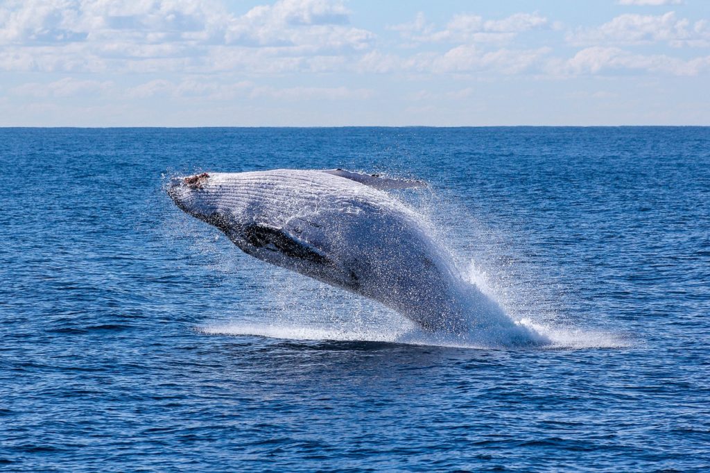 voir une baleine sur Madagascar