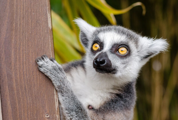 voyage Madagascar