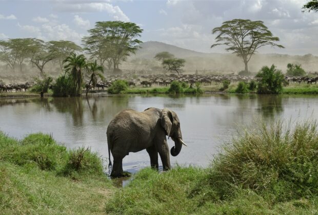 voyage tanzanie