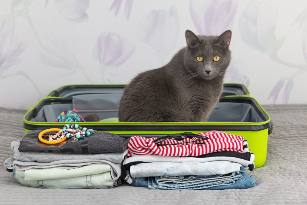 voyager avec son chat