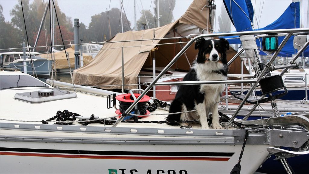 voyager avec son chien